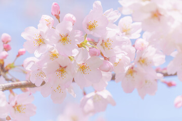 桜のクローズアップと青空