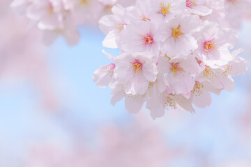 桜のクローズアップと青空