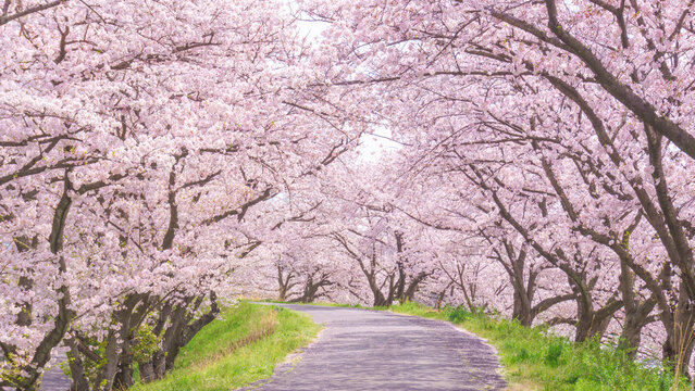 満開の桜並木と並木道
