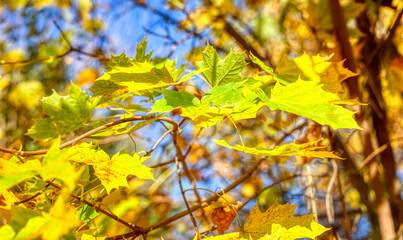 Yellow wedge leaves in the autumn park.