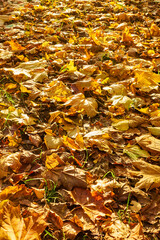 Yellow fallen leaves on the ground