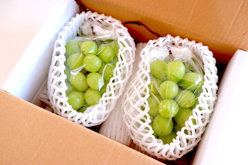 贈答用のマスカット