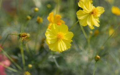 yellow flowers in the garden