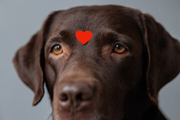 dog is a chocolate labrador retriever with hearts on his head and nose. valentine's day, date or birthday party. A beautiful Labrador dog, in love and joyful. feelings of love and infatuation