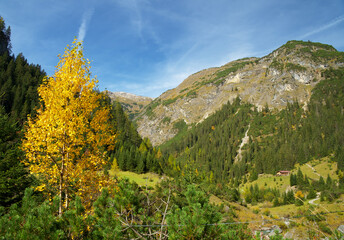 High mountain valley during the Indian summer with trees discolored yellow by autumn