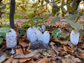 mushrooms in autumn