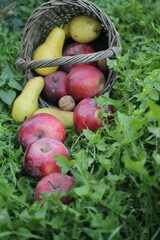 apples
