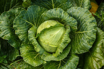 Fresh organic cabbage in the garden. Top view of a head of cabbage with holey leaves eaten by pests. Raindrops on the leaves.