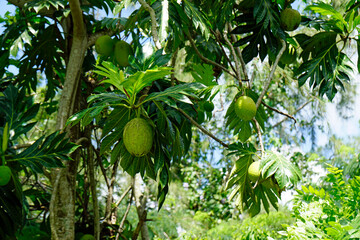 huge tropical fruits on a green tree