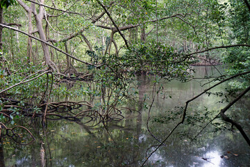 Fototapeta na wymiar huge los haitises mangrove forest