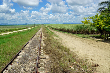 Fototapeta na wymiar sugar cane fields in the dominican republic