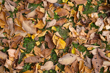 Autumn leaves on the grass colorful sunshine fall background orange nature 