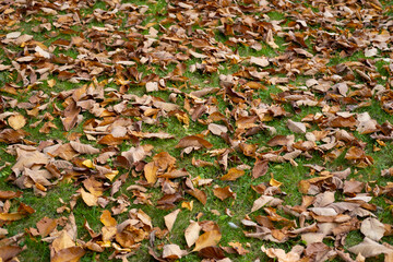 Autumn leaves on the grass colorful sunshine fall background orange nature 