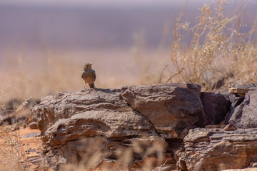 Desert Lark