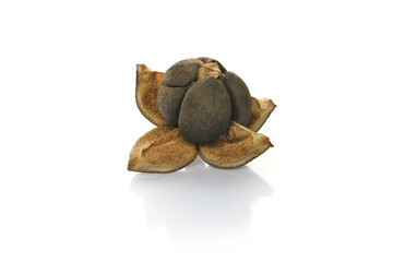 closed camellia nuts with seeds on a white background