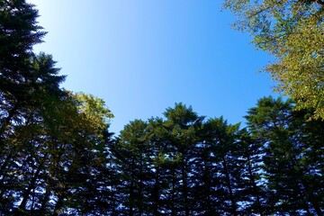 青空に映える緑の木々　空と森の背景
