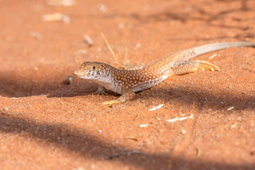 Schreiber's fringe-fingered lizard
