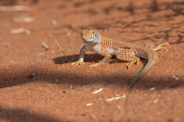 Schreiber's fringe-fingered lizard
