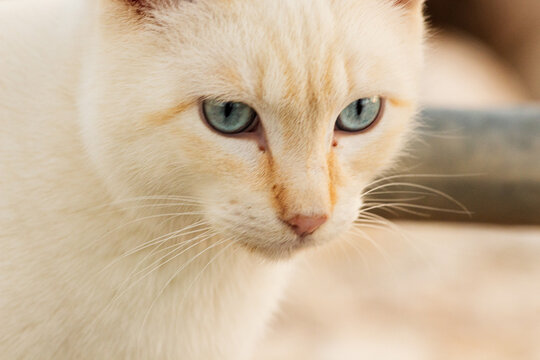 Ojos de gato