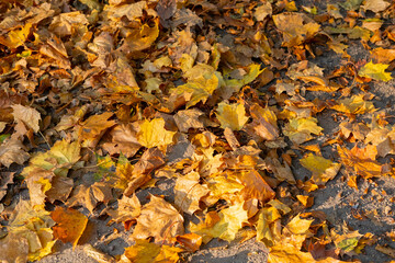 Autumn leaves on the grass colorful sunshine fall background orange nature 