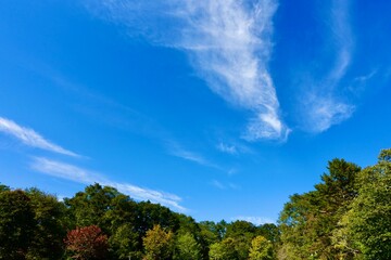 青空に映える森の緑　空と森の背景
