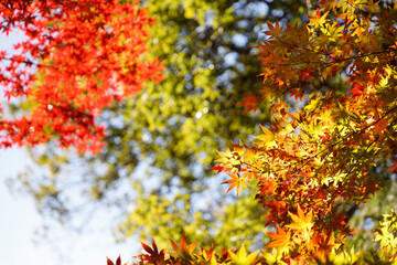 秋、赤黄オレンジに色づいたモミジの葉