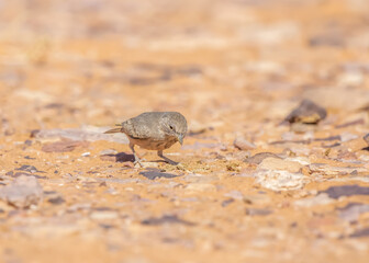 Desert lark