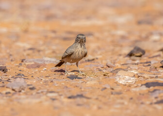 Desert Lark