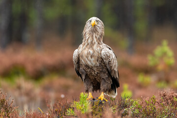 White-tailed eagle in the bog landscape