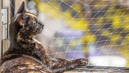 Protection net in the windows for cats. A young cat lying by an open window with a protection net to prevent her from falling