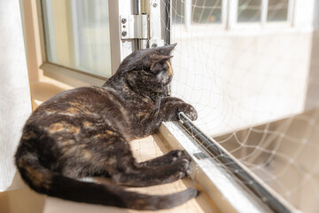 Protection net in the windows for cats. A young cat lying by an open window with a protection net...