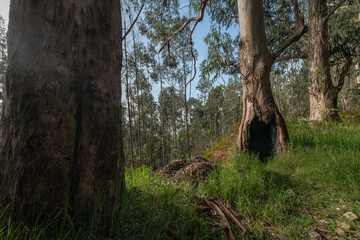 Eucalyptus forest west of the island of Madeira
