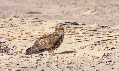 European Honey Buzzard