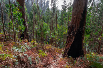 Eucalyptus forest west of the island of Madeira