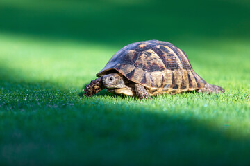 A turtle is standing on a green lawn among the grass in the dew. Tortoise warms himself in the hot summer sun.