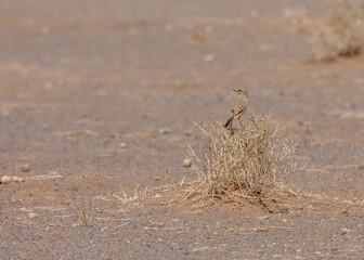 Desert Wheatear