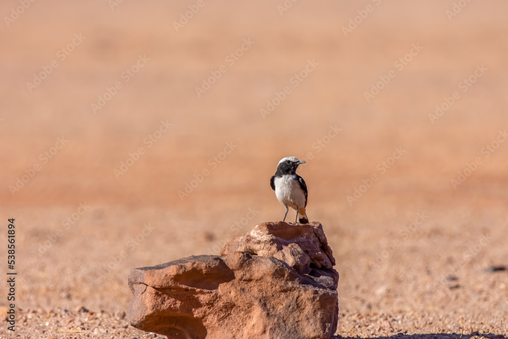 Wall mural mourning wheatear