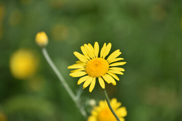 Profile of a Pretty Yellow Leopards Bane