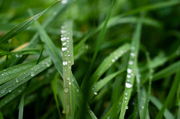 Gras