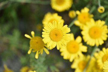 Pretty Yellow Flowering Wolfs Bane Flowers in Bloom