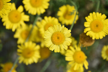 Garden with Brilliant Blooming Leopards Bane Flowers