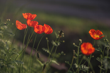 Obraz premium beautiful red poppies in summer