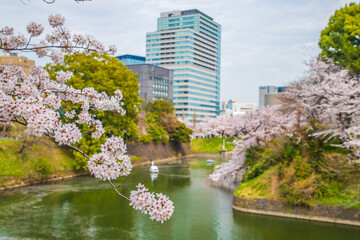 Fototapeta na wymiar 東京都　千鳥ヶ淵・桜風景 