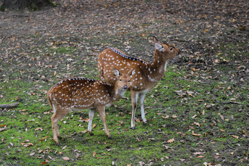 The chital or cheetal, axis, also known as the spotted deer, chital deer, and axis deer, young deer and its mother