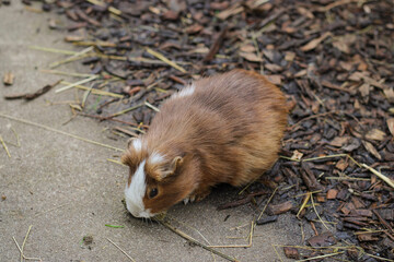 Young wild guinea pig outdoors, domestic cavy