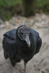 Coragyps atratus black vulture portrait close up