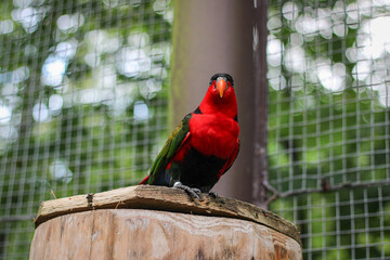 Lorius domicella Purple-Naped Lory close up red parrot portrait