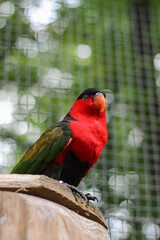 Lorius domicella Purple-Naped Lory close up red parrot portrait