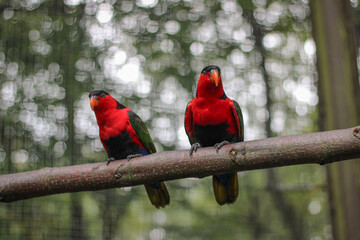 Lorius domicella Purple-Naped Lory close up two red parrots portrait