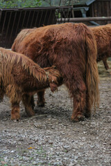 young highland calf feeding from its mother